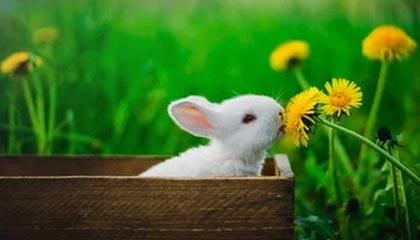 拜仁在米勒门上演五球屠杀，刷新德甲单赛季进球纪录